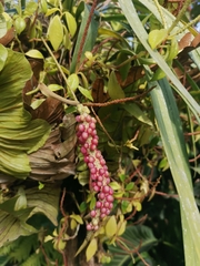 Anthurium gracile