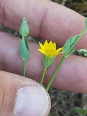 Blackstonia acuminata