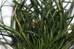 Schoenus apogon caespitans