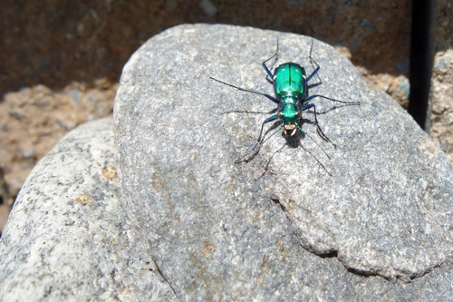 Six-spotted tiger beetle