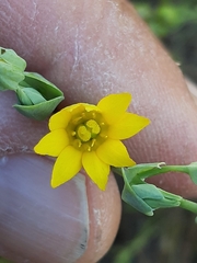 Blackstonia acuminata