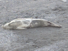 Lobodon carcinophaga