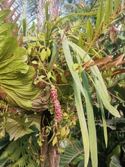 Anthurium gracile