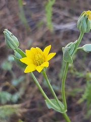 Blackstonia acuminata