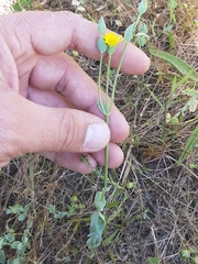Blackstonia acuminata