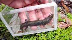 Desmognathus kanawha