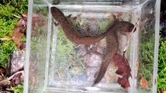 Desmognathus kanawha