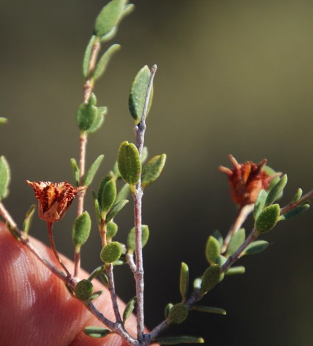 Image of Agathosma namaquensis by (c) Tony Rebelo, some rights reserved (CC BY-SA)