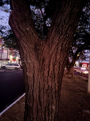 Tabebuia rosea