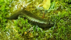 Desmognathus kanawha