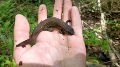 Desmognathus kanawha