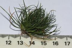 Schoenus apogon caespitans