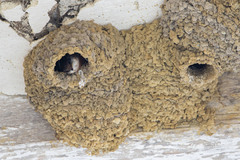 Petrochelidon rufocollaris