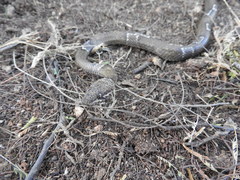 Leptodeira nigrofasciata