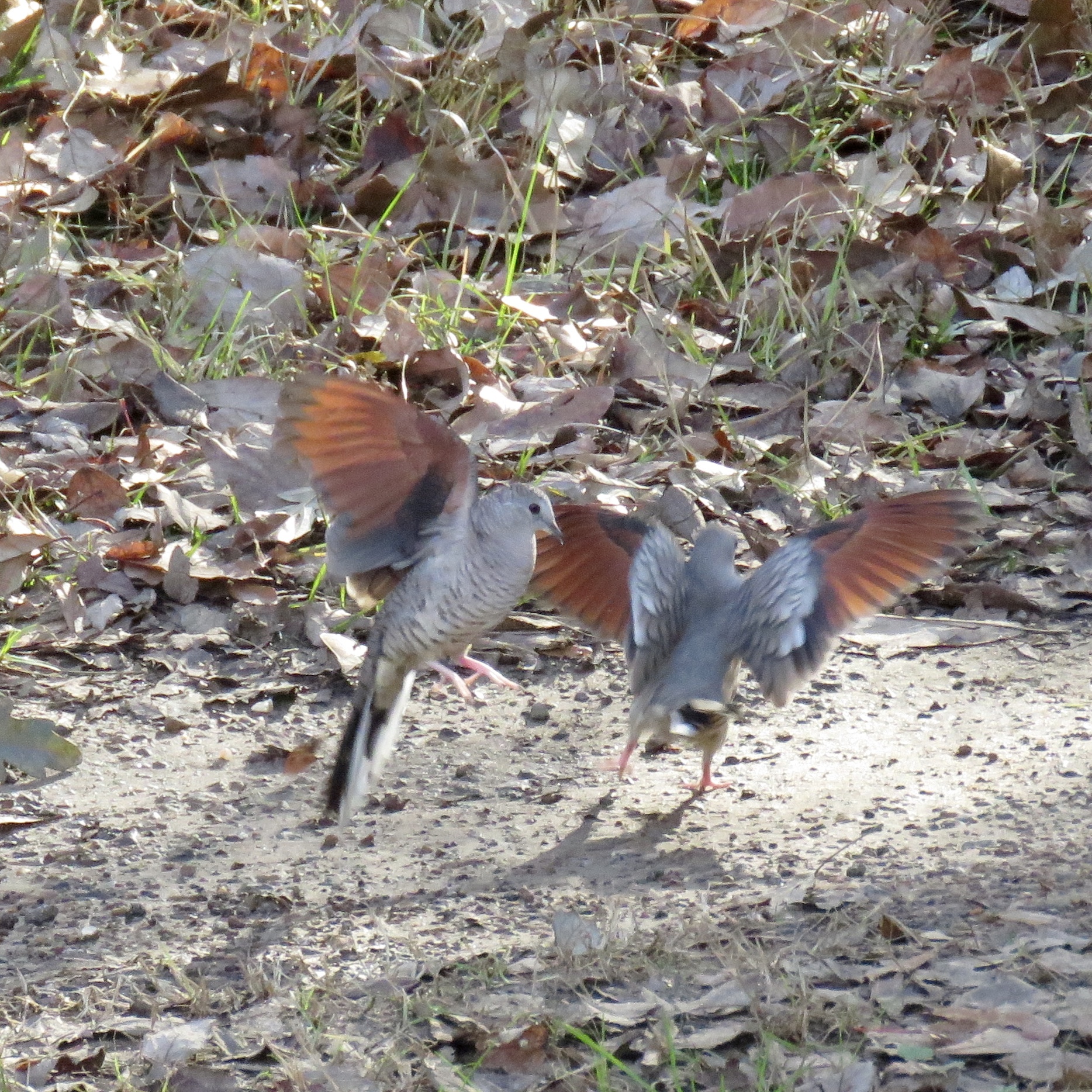 Inca Dove (Columbina inca)