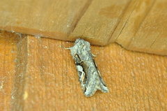 Stretchia plusiaeformis