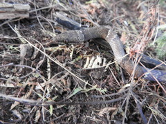 Leptodeira nigrofasciata