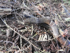 Leptodeira nigrofasciata