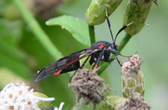 Argyroeides