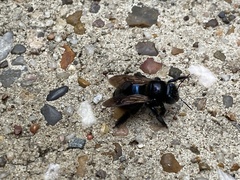 Xylocopa micans