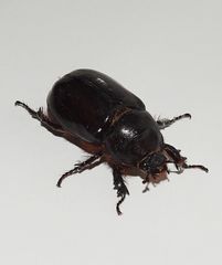 Oryctes nasicornis grypus