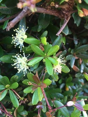 Terminalia molinetii