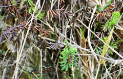 Pellaea ternifolia