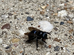 Xylocopa micans
