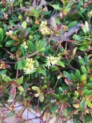 Terminalia molinetii