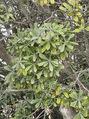 Pittosporum crassifolium