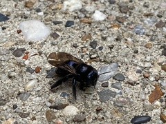 Xylocopa micans