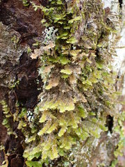 Neckera pennata image