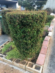 Terminalia molinetii