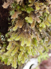 Neckera pennata image