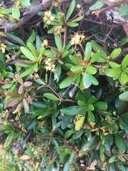 Terminalia molinetii