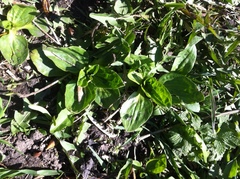 Plantago major