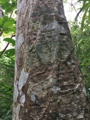 Pseudobombax ellipticum