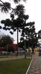 Araucaria angustifolia