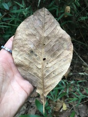 Pseudobombax ellipticum