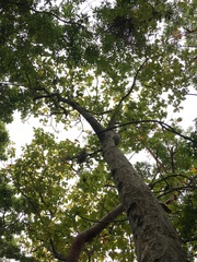 Pseudobombax ellipticum