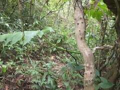 Philodendron dressleri