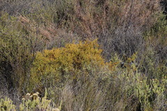 Restio sieberi