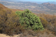 Restio sieberi