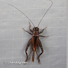 Loxoblemmus equestris