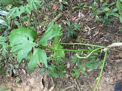Philodendron dressleri