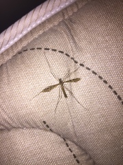 Austrolimnophila argus