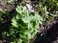 Leonurus quinquelobatus