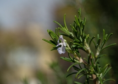 Salvia rosmarinus