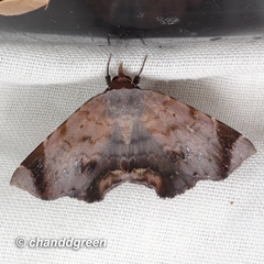 Mecodina albodentata