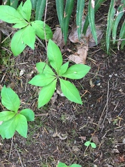 Lysimachia latifolia